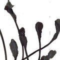 A Deep Mysterious Tone |