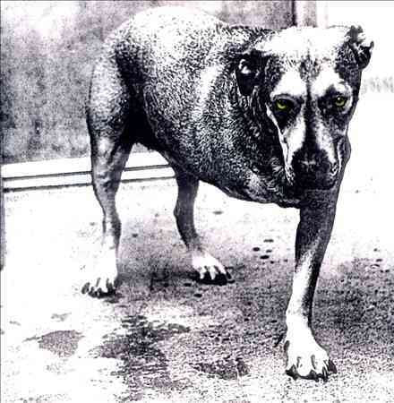 Alice In Chains - Alice in Chains (CD) | Mint (M) Mint (M)