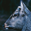 the book about my idle plot on a vague anxiety ("DEER GLISTEN" BLUE VINYL) | Mint (M) Mint (M)