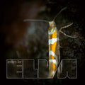 Elva |