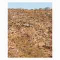 Palimpsests |