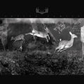 Antler Family |