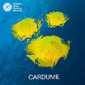 Cardume |