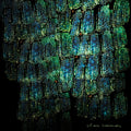 Asoma |