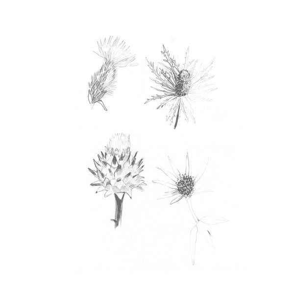 Distels |