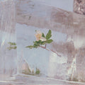 Windflowers | Mint (M) Mint (M)