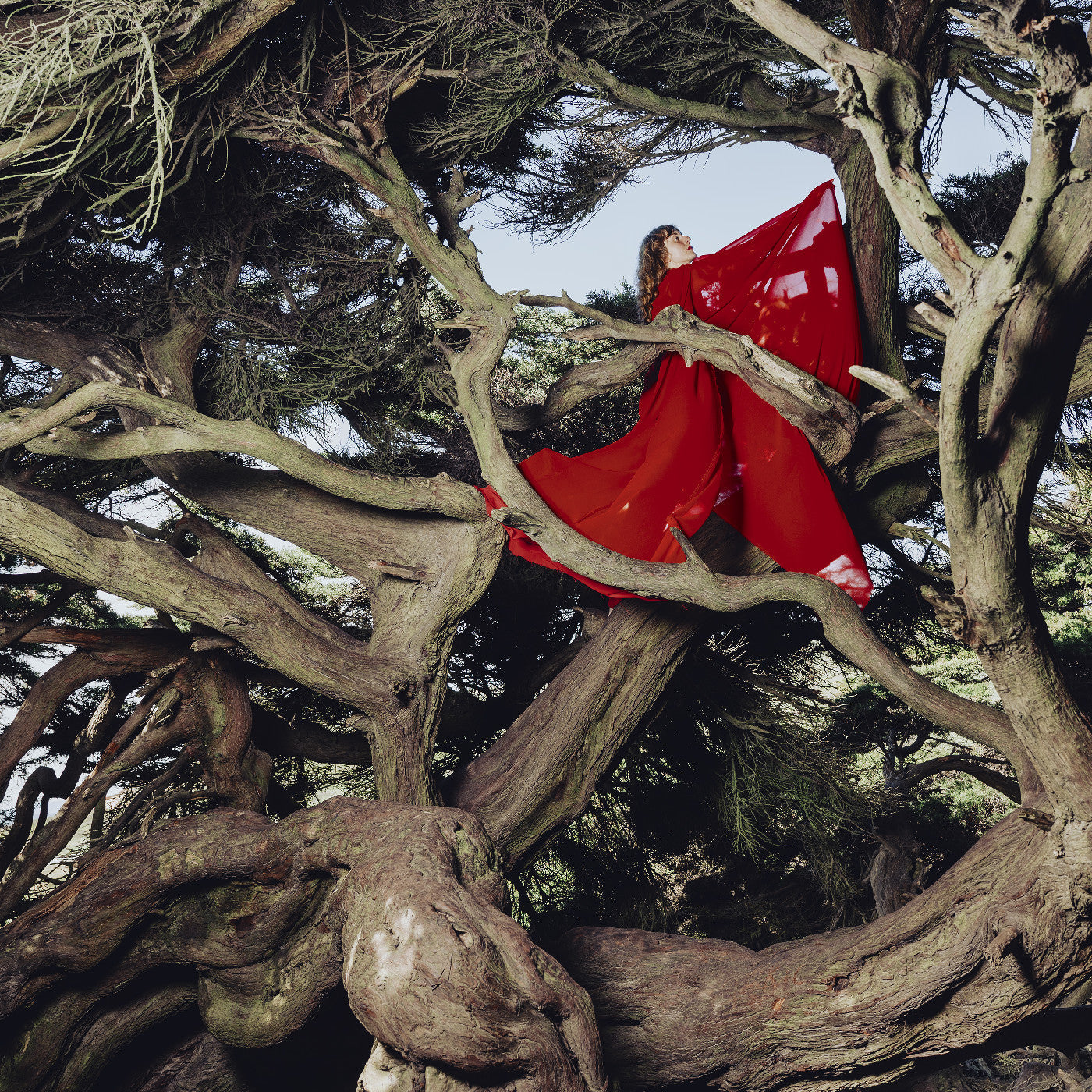 Nested In Tangles (Ruby Red VINYL) | Mint (M) Mint (M)