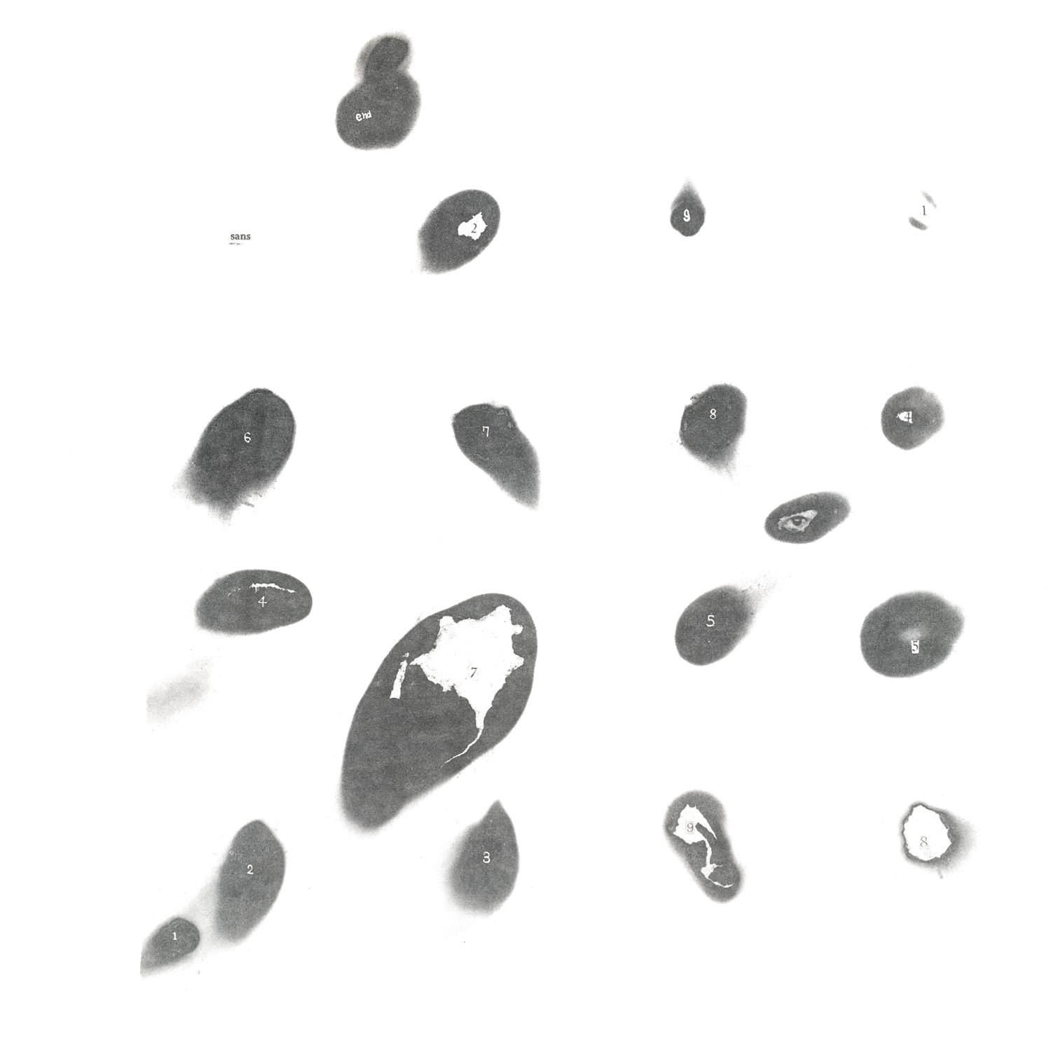 Untitled White Album |