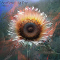 Sunflower At Day |