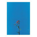 Joanna Newsom & The Ys Street Band E.P. | Mint (M) Mint (M)