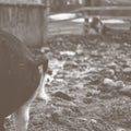 Tomorrow Is Too Late |