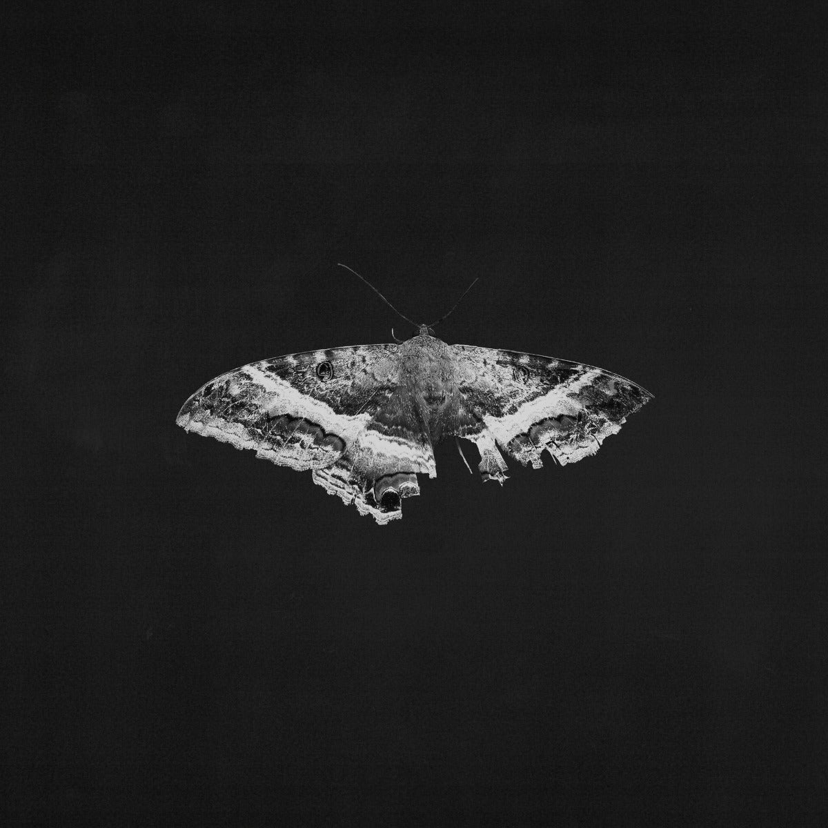 Kendrick Lamar - To Pimp A Butterfly (2 LP 10 Year Anniversary- Alternate Artwork (Black marble Vinyl) | Mint (M) Mint (M)