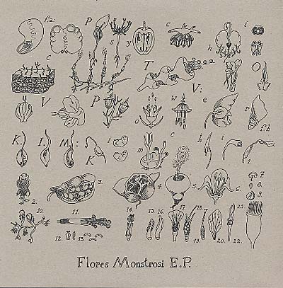 Flores Monstrosi |