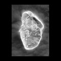 In Vitro |