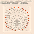 Languid Gongue |