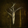 Mnemosyne |