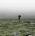 Figure In Field |