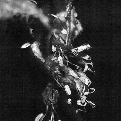 Sufferers |