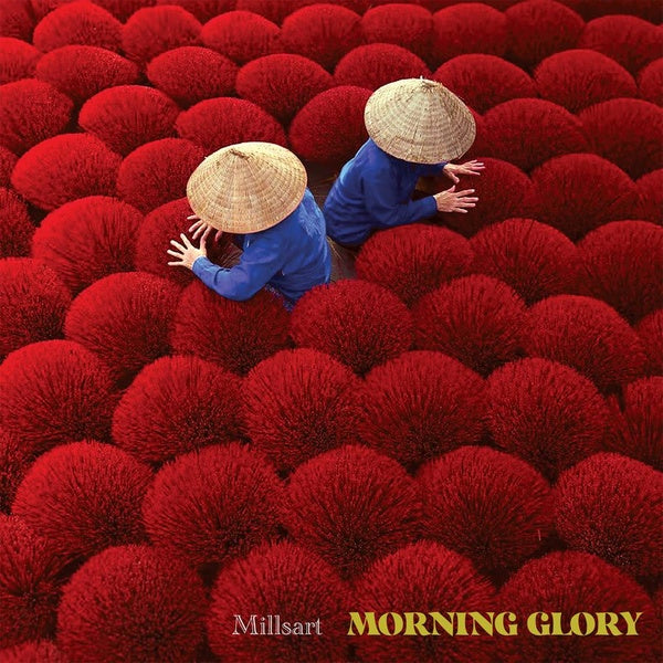 Morning Glory |