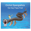 Eel Asp Flaps Feet |