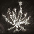 Dandelion |