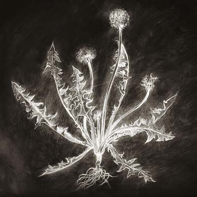 Dandelion |