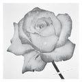 For Lovers Only / Rain Suite |