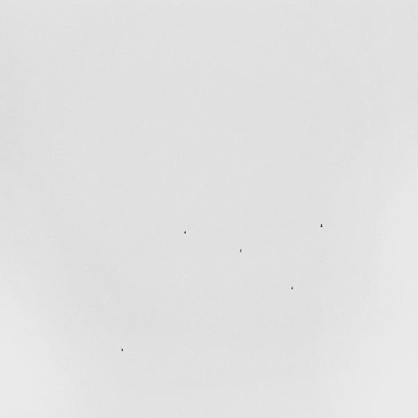 Conjectures |
