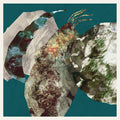 Minor Planets | Mint (M) Mint (M)