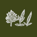 Variations of Weeds |